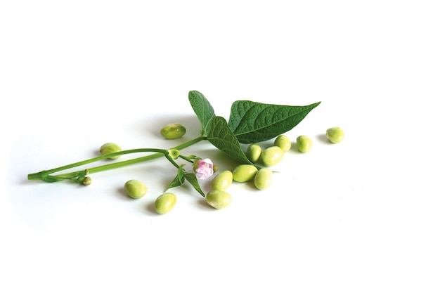 Reife grüne Kornbohnen mit Blättern und Blumen lokalisiert auf einem weißen Hintergrund. Kulinarische Vorlage.