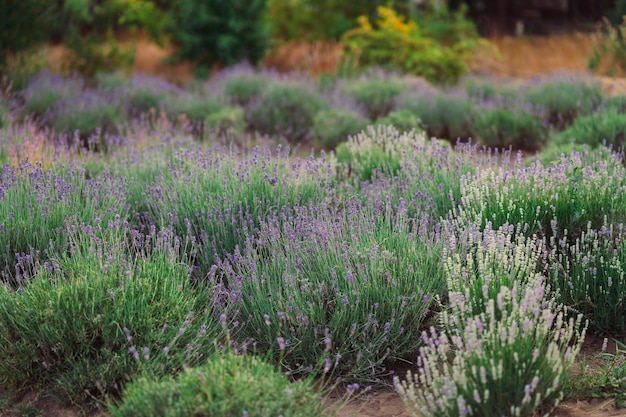 Reife grüne lila Lavendelsträucher bei Sunset Time Lavender Festival