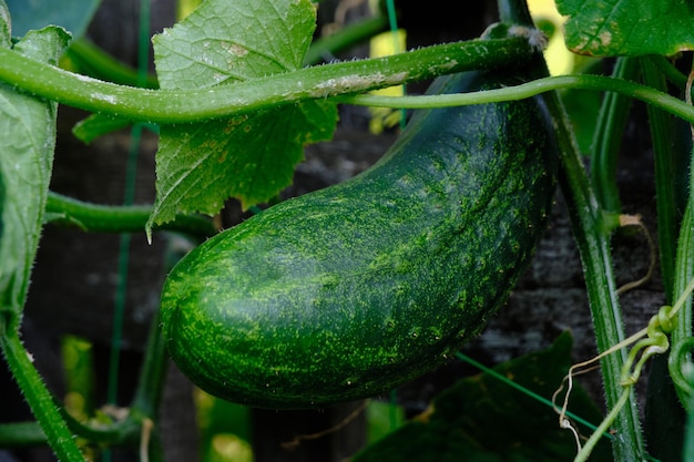 Reife Gurken, die im Garten bereit zum Pflücken wiegen