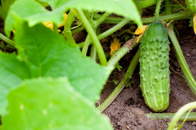 Reife Gurken im Garten im Dorf