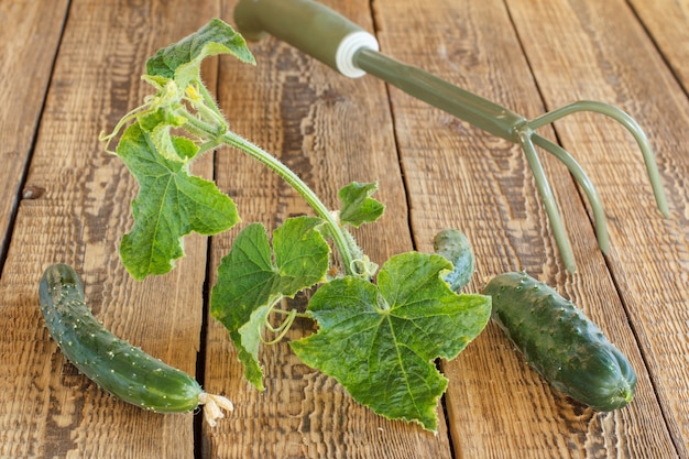 Reife Gurken mit grünen Blättern, die im Garten gepflückt wurden und auf den Holzbrettern liegen. Frisches Gemüse.