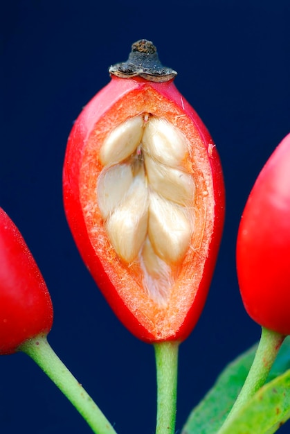 Reife Hagebutte (Rosa sp.) zeigt die Samen im Inneren. Es ist eine essbare Frucht mit medizinischen Eigenschaften