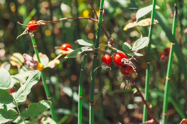 Reife Hagebuttenfrucht hautnah. Hunderosen wachsen mit Equisetum auf Bokeh-Natur. Kräuterbehandlung. Dickicht des Schachtelhalms. Wilder Dornbusch mit Hüften mit Kopierraum.