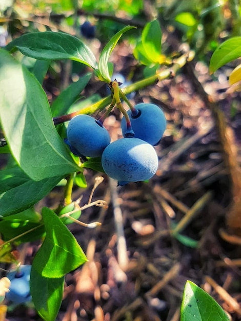 Reife Heidelbeeren auf einem Ast Unscharfer Hintergrund