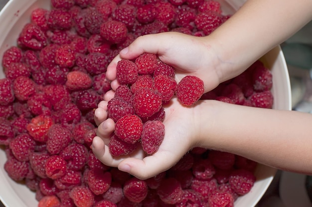 Reife Himbeeren auf der Handfläche Gesunde Ernährung Vitamine Sommer