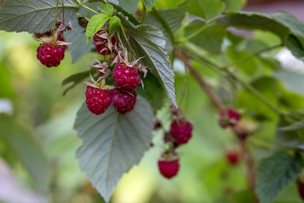 Reife Himbeeren auf einem Ast in einem Sommergarten Gesunde pflanzliche Lebensmittel, die reich an Vitaminen und Antioxidantien sind