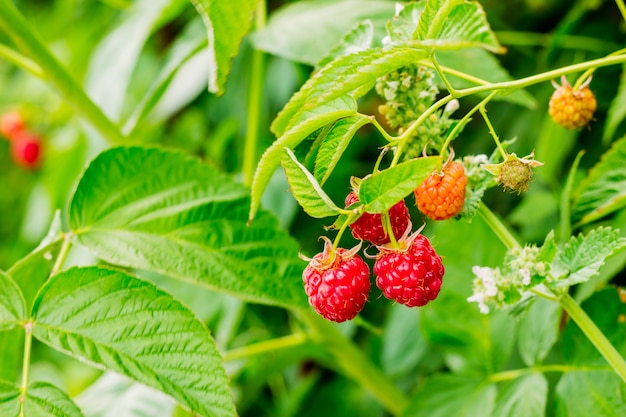 Reife Himbeeren auf einem Busch in der Natur