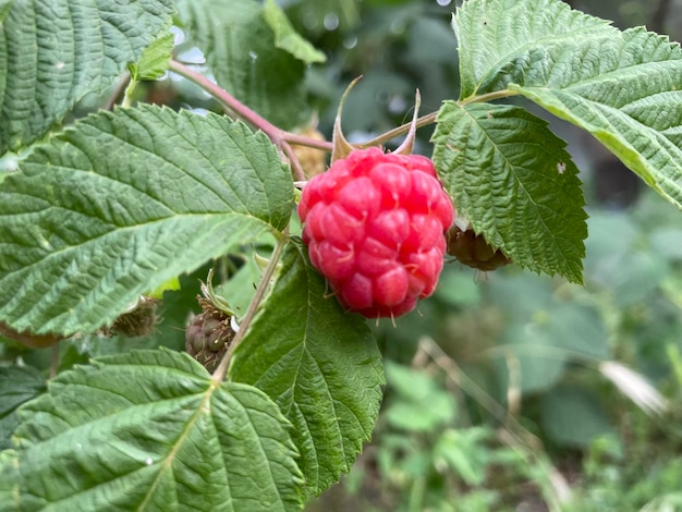 Foto reife himbeeren