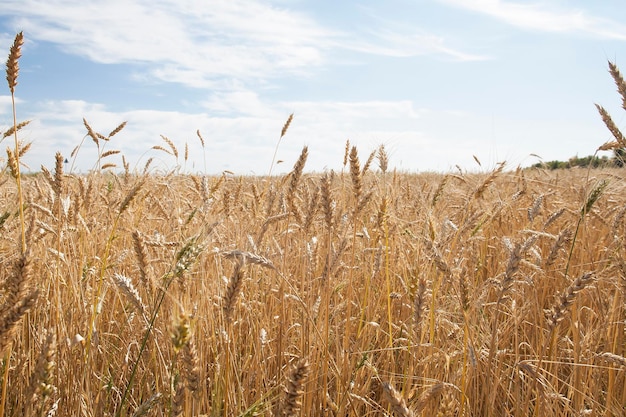 Reife Ährchen aus Weizen wachsen auf einem Feld im Sonnenlicht