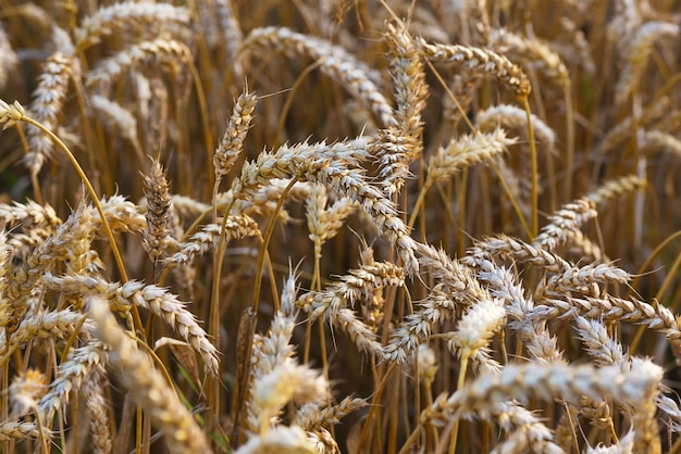 Reife Ährchen der Gerstennahaufnahme selektiver Fokus