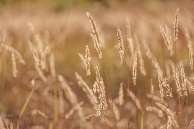 Reife Ährchen im Weizenfeld