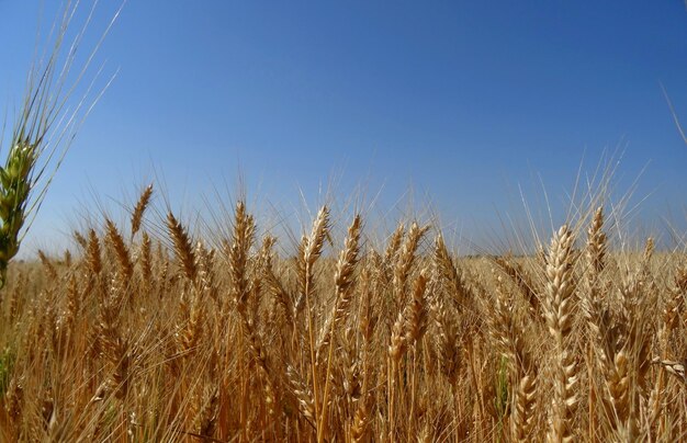 Reife Ähren auf dem Landwirtschaftsfeld stockfoto