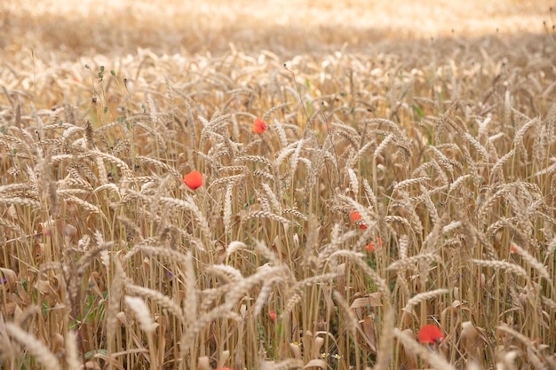 Reife Ähren auf die Natur im Sommer Sonnenuntergang Sonnenstrahlen Nahaufnahme Makrogoldener Gerstenfeldweizen