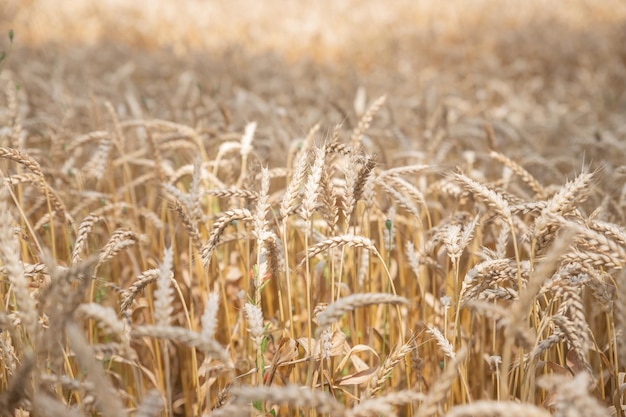 Reife Ähren auf die Natur im Sommer Sonnenuntergang Sonnenstrahlen Nahaufnahme Makrogoldenes GerstenfeldWeizenfeld Bio-Bauernhof bereit für die Ernte