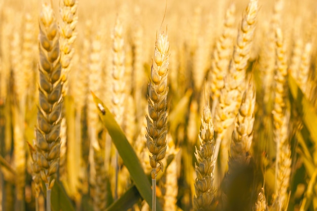 Reife Ähren in einem Feld auf einem verschwommenen Hintergrund in goldenen Tönen Sanfte Lichteffekte