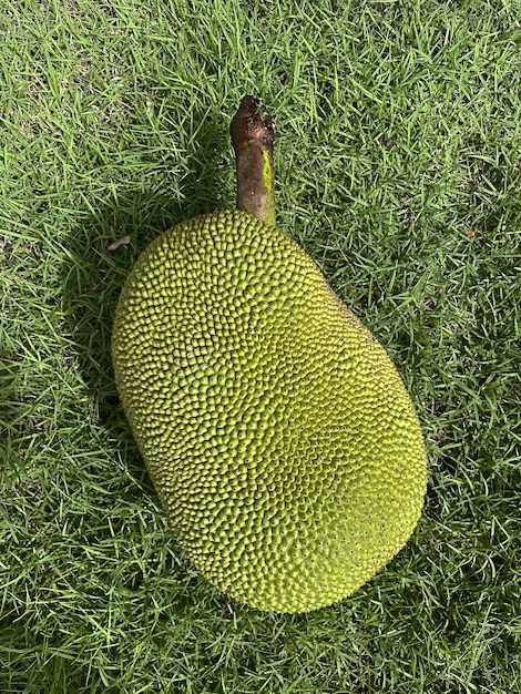 Reife Jackfruits auf dem Gras Tropische Früchte aus Asien