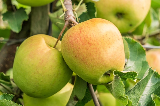 Reife Jonagold-Äpfel auf der Baumastnahaufnahme