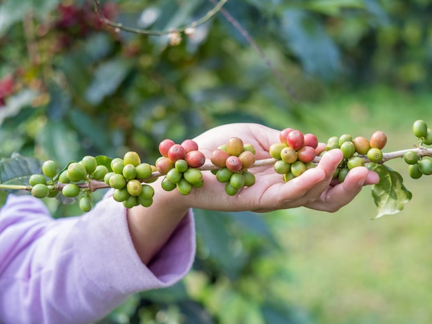 Reife Kaffeebohnen auf dem Bauernhof