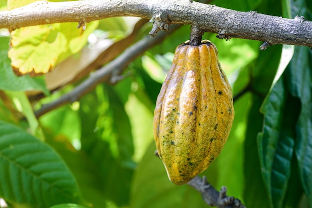 Reife Kakaoschote, die am Baum in der Kakaoplantage hängt