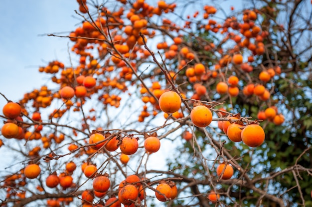 Reife Kakis auf einem Baum im Winter