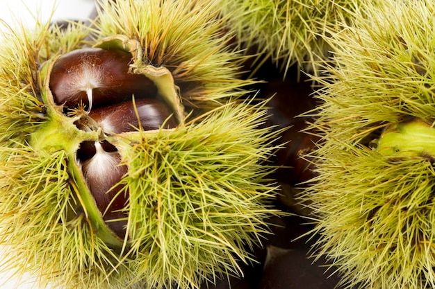 Reife Kastanien hautnah. Rohe Kastanien zu Weihnachten. Frische Edelkastanie. Castanea sativa Top-Aussicht. Lebensmittelhintergrund.