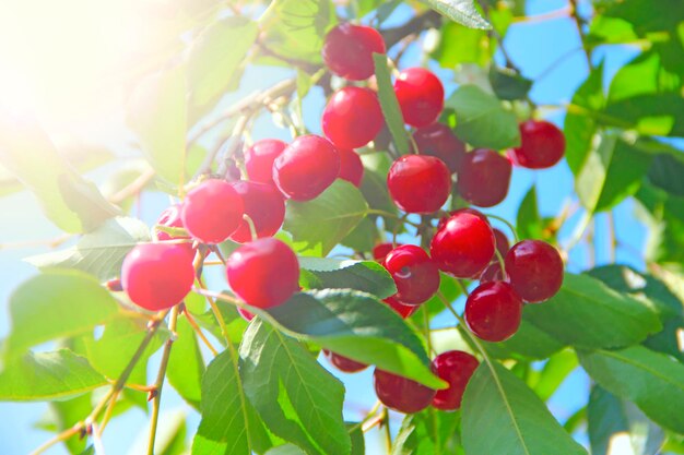 Reife Kirsche hängt am Ast. Rote Beeren der Kirsche hängen in sonnigen Strahlen am Baum. Sonnenlicht erhellt Trauben von Kirschbeeren. Strahlen erhellen rote Beeren. Beerenernte