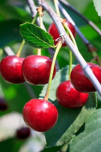 Reife Kirschen auf dem Baum im Garten an sonnigen Sommertagen mit grünen Blättern im Hintergrund