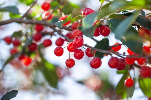 Foto reife kirschen auf den zweigen schöne rote beeren