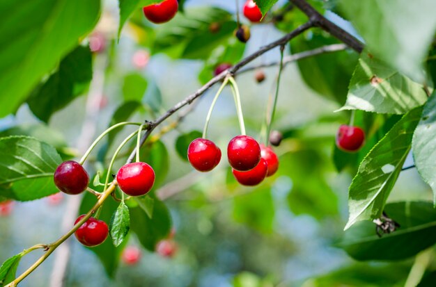 Reife Kirschen auf einem Baum