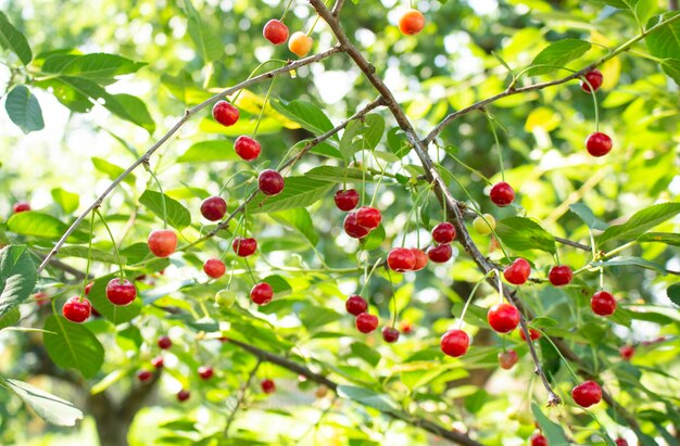 Reife Kirschen, die von einem Kirschbaumzweig hängen. Sonnenlicht auf Früchte in einem Kirschgarten.