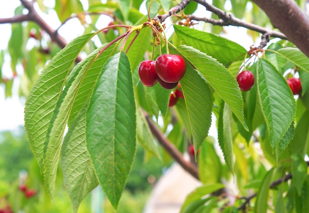 Reife Kirschenfrüchte am Baum im Obstgarten im Sommer.