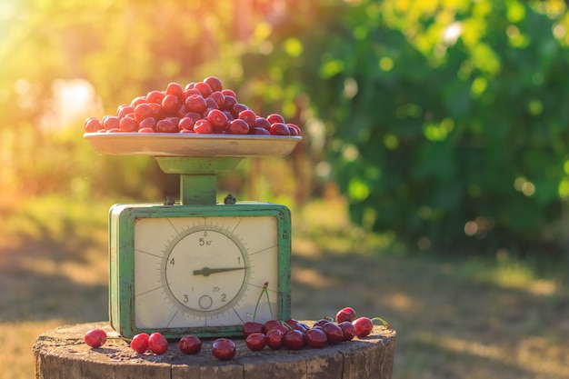 Reife Kirschernte auf der Waage im Garten