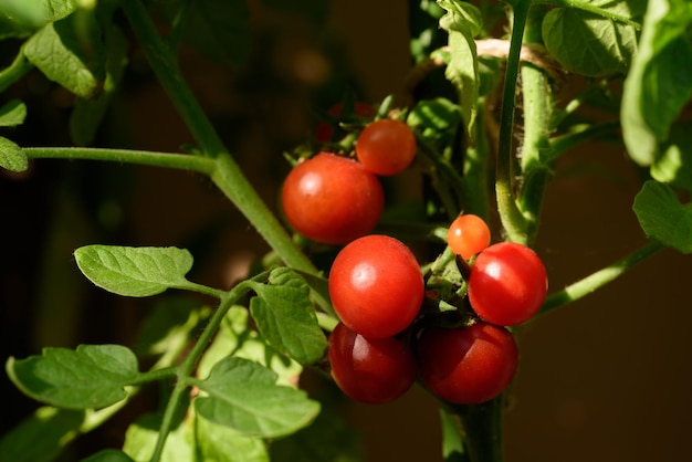 Reife Kirschtomatenpflanze wächst im Garten