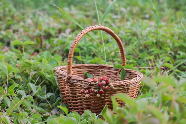 Reife köstliche Walderdbeeren in einem Weidenkorb