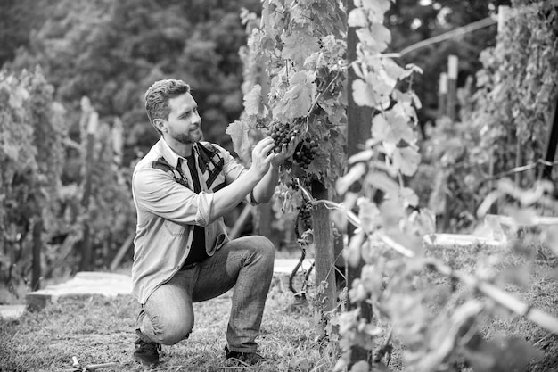 Reife Lese der Reben, kontrolliert durch den Weinbaubetrieb