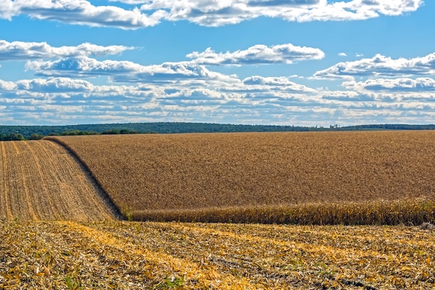 Reife Maiskolben auf dem Feld, voll von großen Körnern, gegen den Himmel.