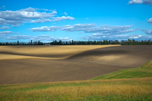 Reife Maiskolben auf dem Feld, voll von großen Körnern, gegen den Himmel.