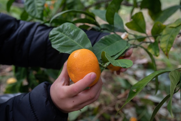 Reife Mandarine ernten