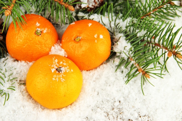 Reife Mandarinen mit Tannenzweig im Schnee hautnah