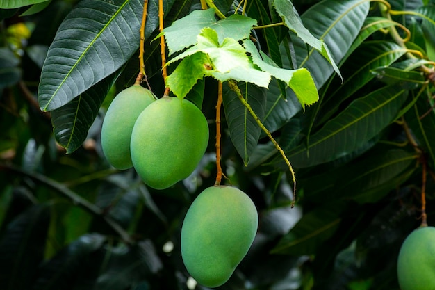 Reife Mangofrucht des Sonnenscheinmangobaums