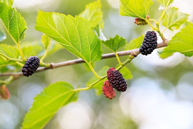 Reife Maulbeeren im grünen Laub