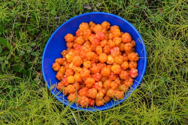 Foto reife moltebeeren in einer schüssel