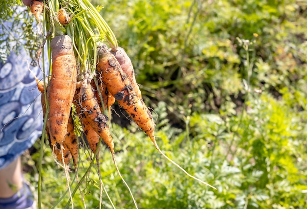 Reife natürliche Bio frisch gepflückte Karotten