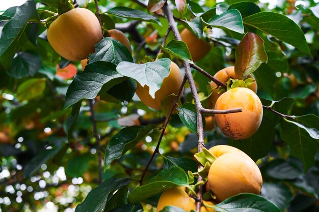 Reife orange Kaki auf Kakibaumzweig mit grünen Blättern. Erntezeit im Herbst