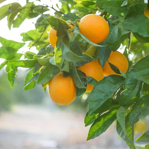 Reife Orangen auf einem Ast mit üppigen Blättern