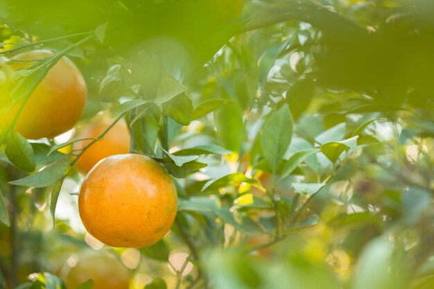 Reife Orangen auf Ästen haben grüne Blätter Orange in Farm mit Kopierraum