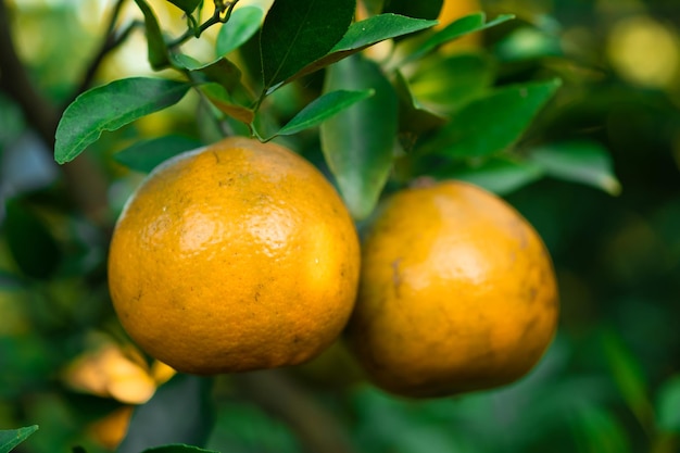 Reife Orangen auf Zweigen haben grüne Blätter Orange in der Farm.