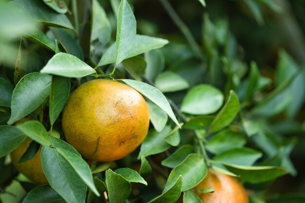 Reife Orangen auf Zweigen haben grüne Blätter Orange in der Farm