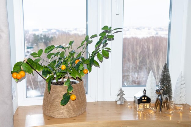 Foto reife orangenfrucht auf einem calamondin-baum im winter. weihnachtsdekoration des fensters.