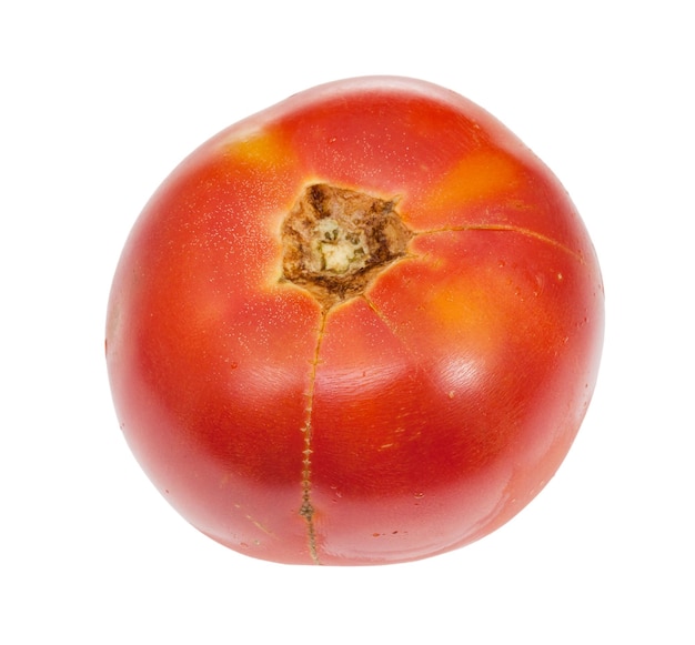 Reife organische rote Tomate getrennt auf Weiß